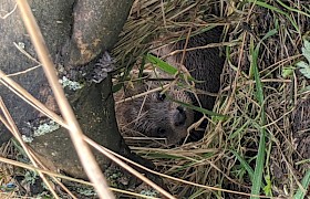 Bealltainn nesting spot in her enclosure - credit IOSF