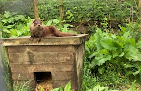 Bealltainn in her enclosure at IOSF - credit IOSF