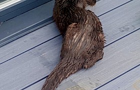 Our otter arrives, very disoriented.