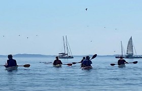 Kayaking with puffins galore at Staffa